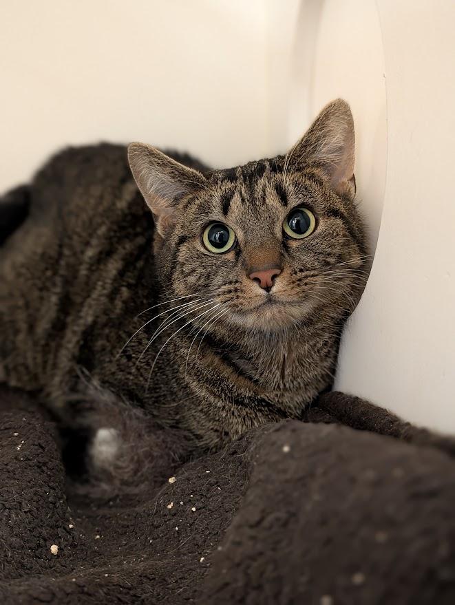 Noelle, ADOPTABLE, Adult Female Domestic Short Hair.