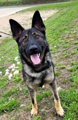 Ranger (neutered), ADOPTABLE, Adult Male German Shepherd Dog.