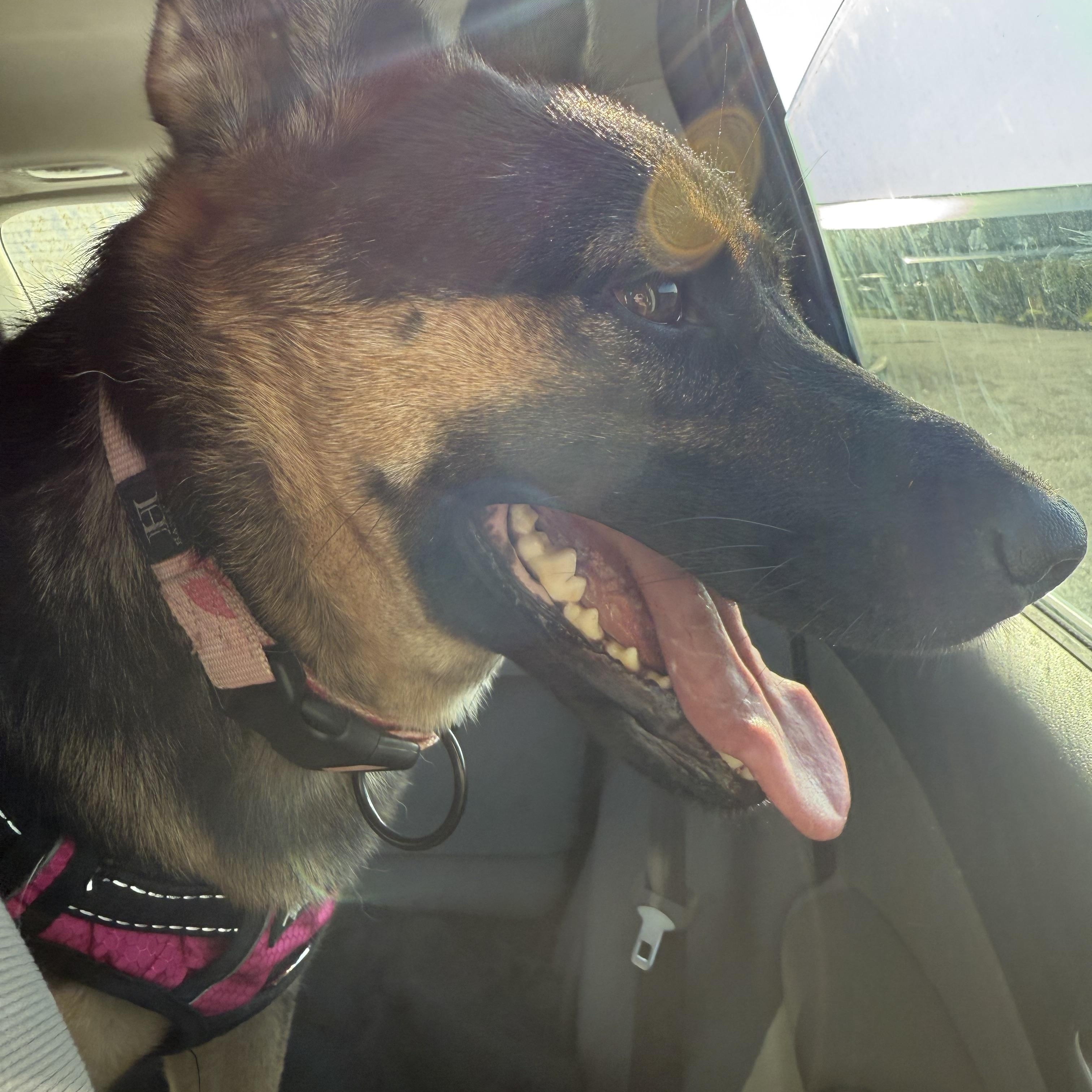 Enlarge Nixie, a Adoptable mixed breed in Otis, OR image 4/5