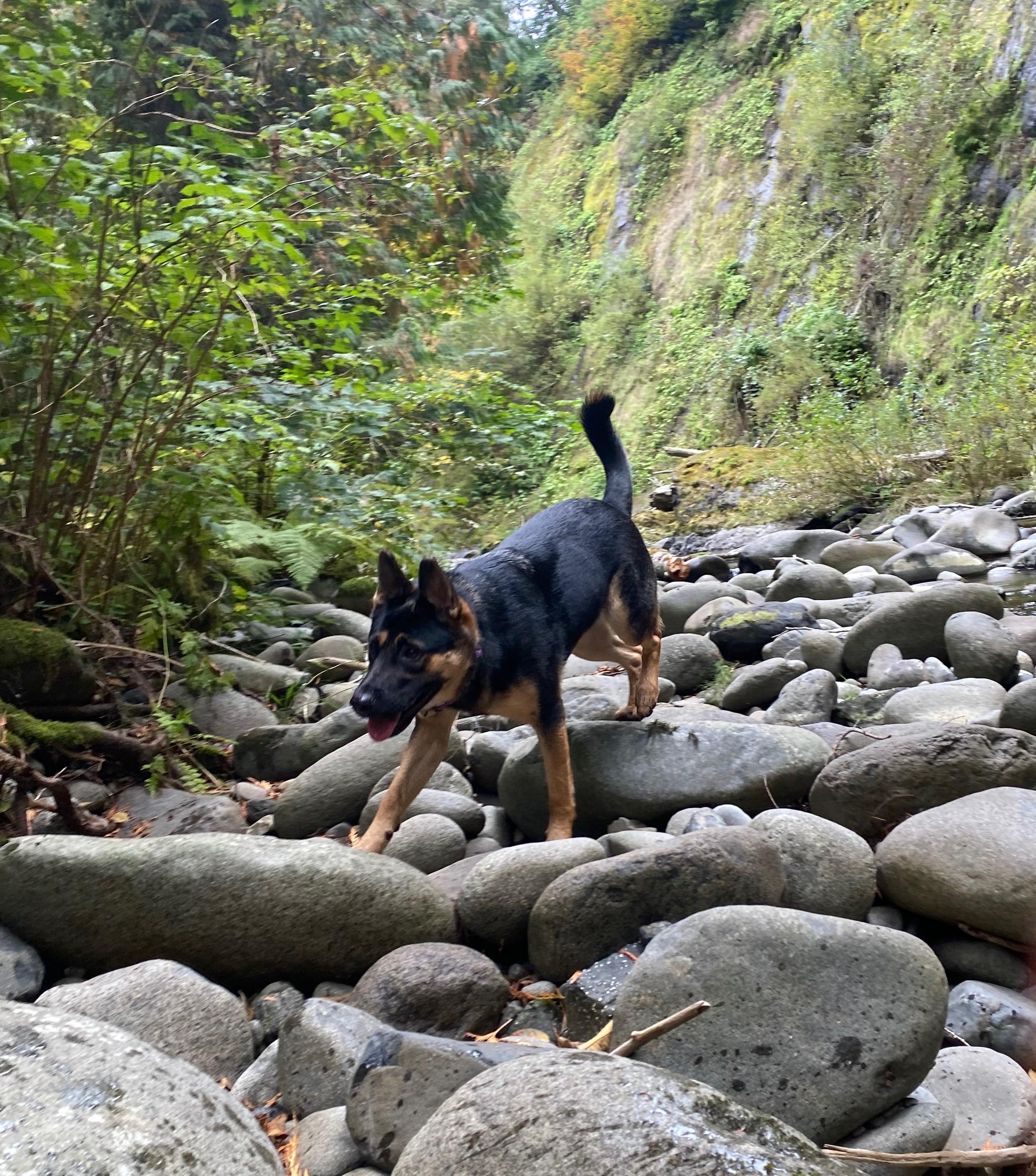 Nixie, an adoptable German Shepherd Dog, Cattle Dog in Otis, OR, 97368 | Photo Image 4