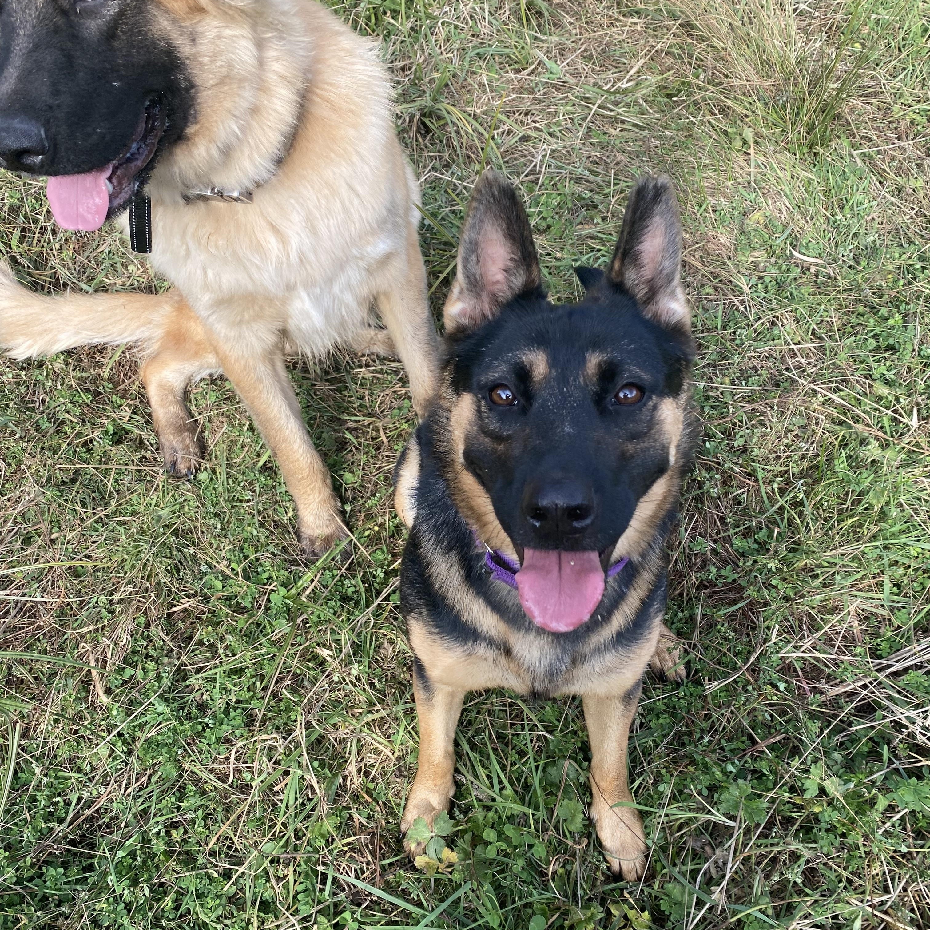 Nixie, an adoptable German Shepherd Dog, Cattle Dog in Otis, OR, 97368 | Photo Image 2