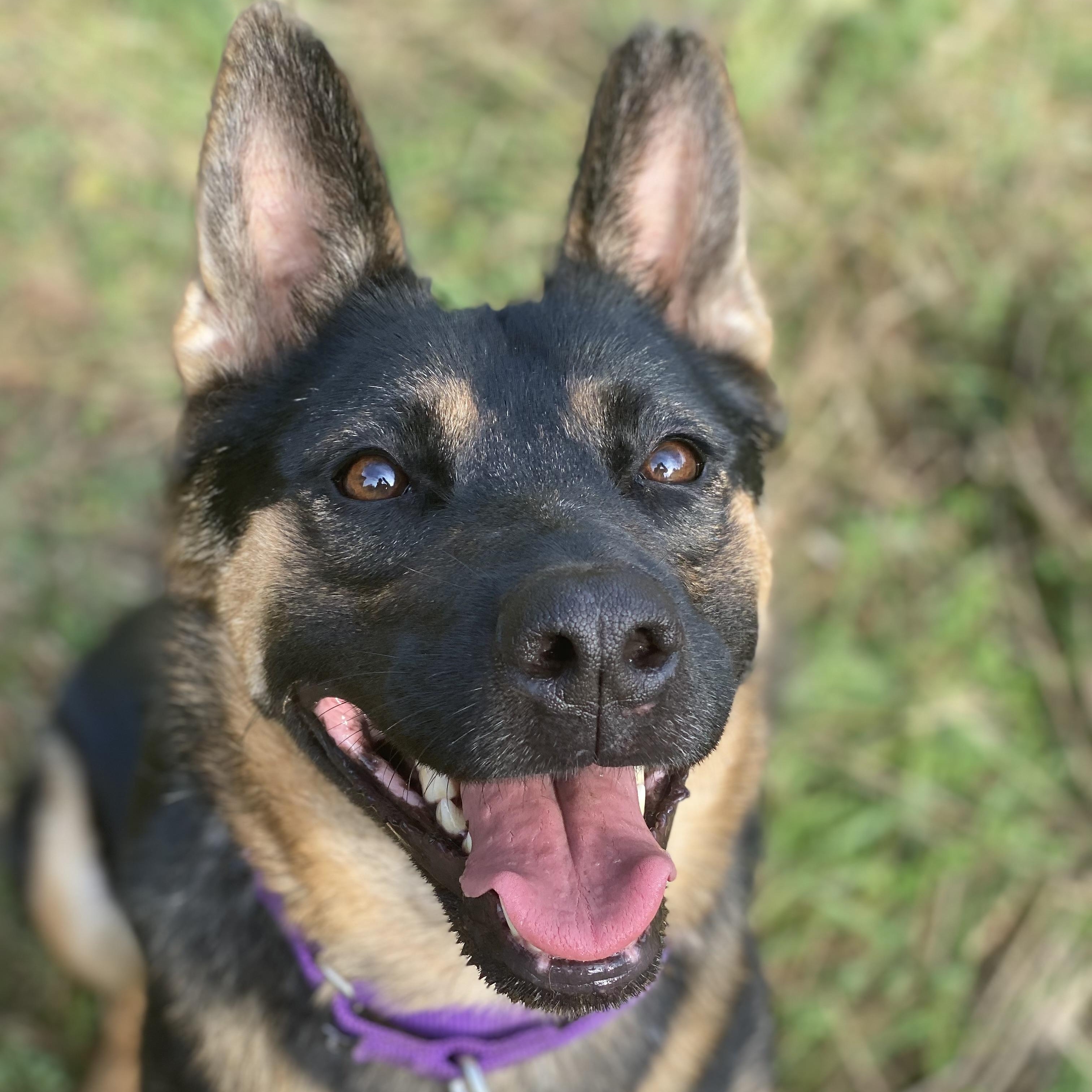 Nixie, Adoptable, Adult Female German Shepherd Dog & Cattle Dog.