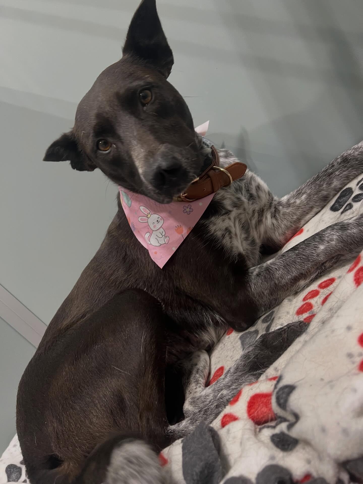 Enlarge Lucy, a ADOPTABLE Mixed Breed in Davenport, IA image 3/4