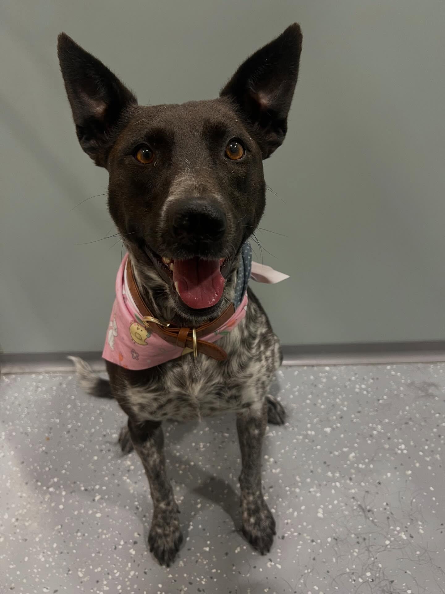 Enlarge Lucy, a ADOPTABLE Mixed Breed in Davenport, IA image 4/4