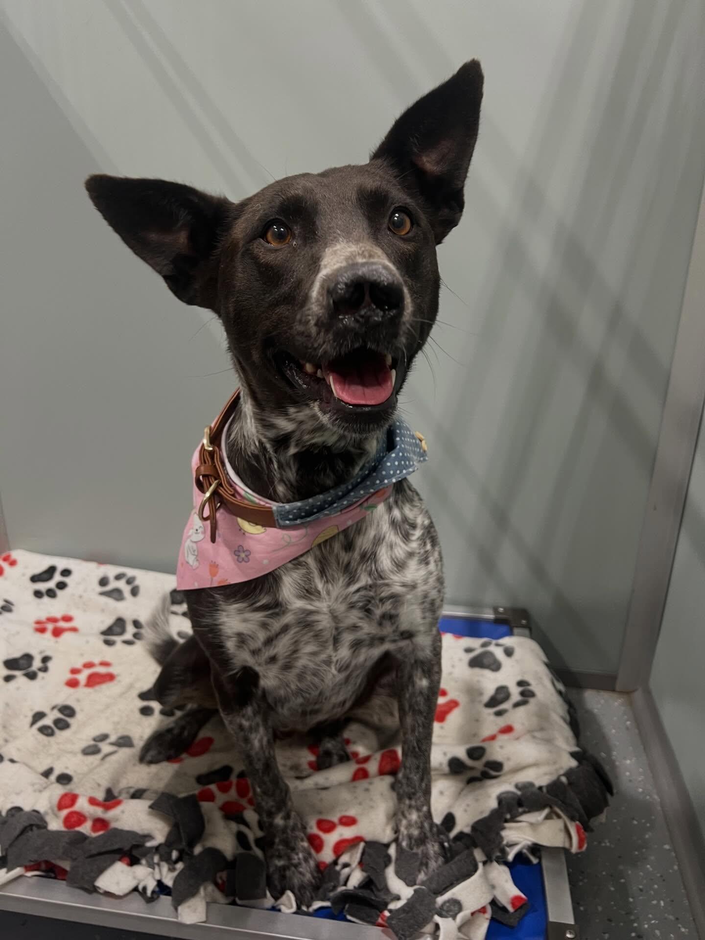 Enlarge Lucy, a ADOPTABLE Mixed Breed in Davenport, IA image 1/4