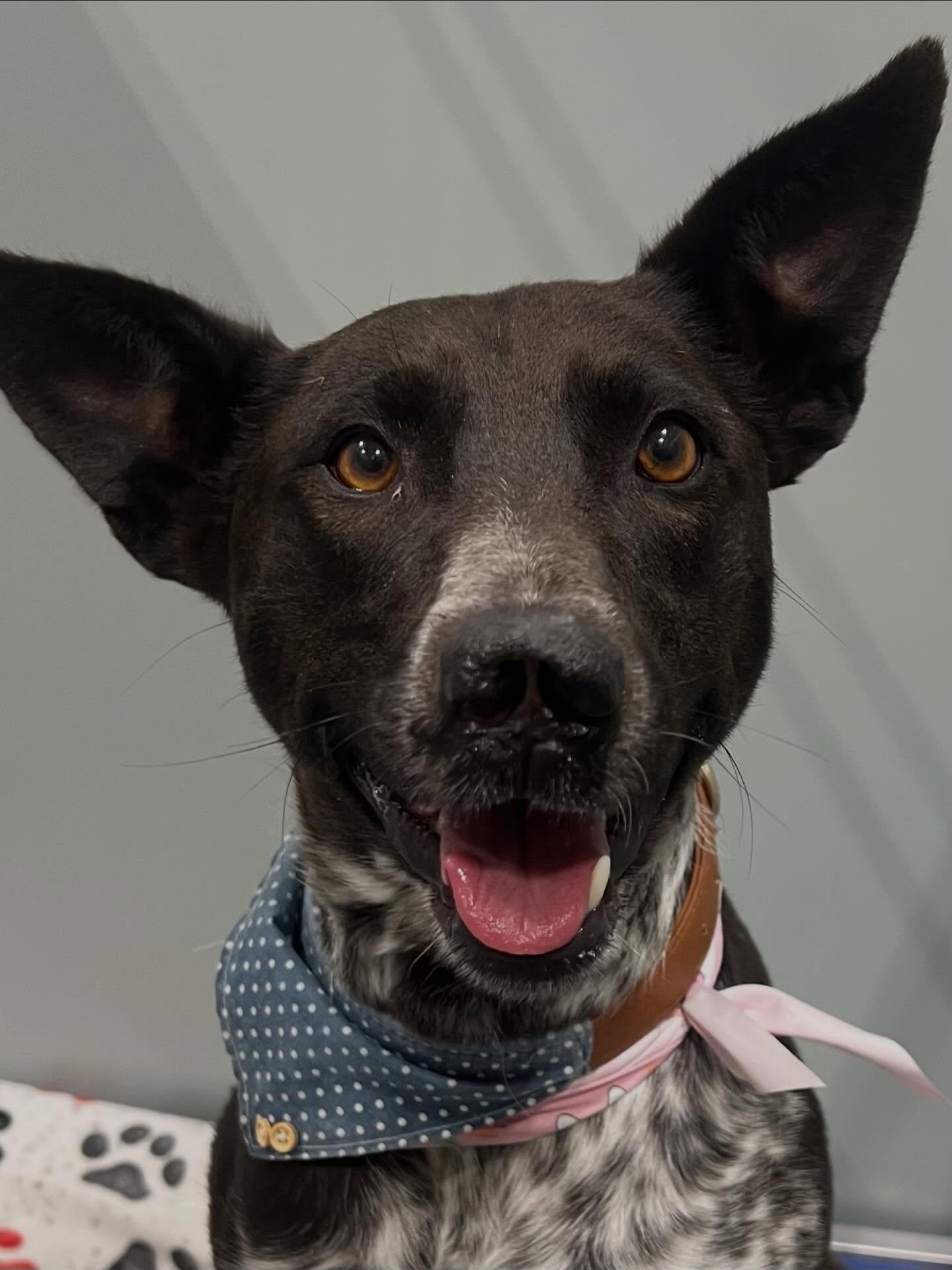 Enlarge Lucy, a ADOPTABLE Mixed Breed in Davenport, IA image 2/4