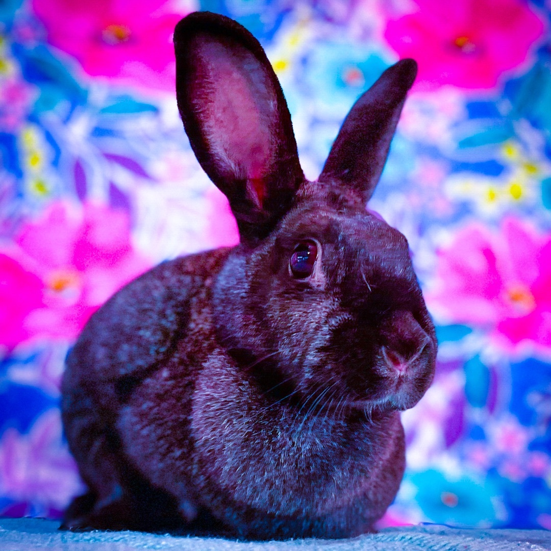 Moonlight, Adult Female unknown