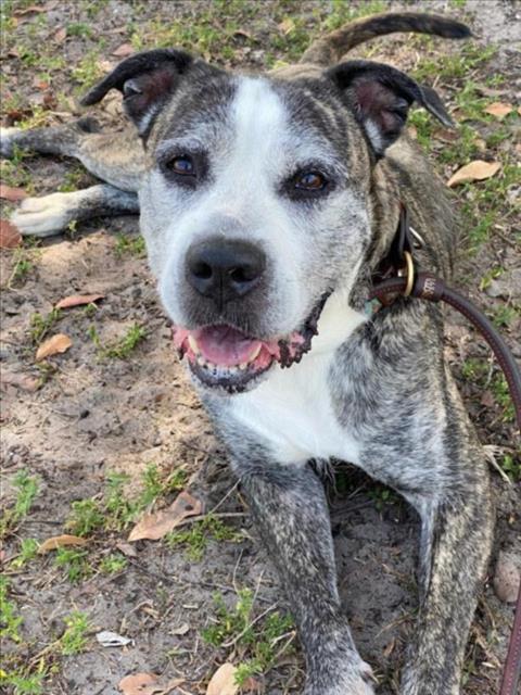 BRI, Adoptable, Senior Female Mixed Breed.