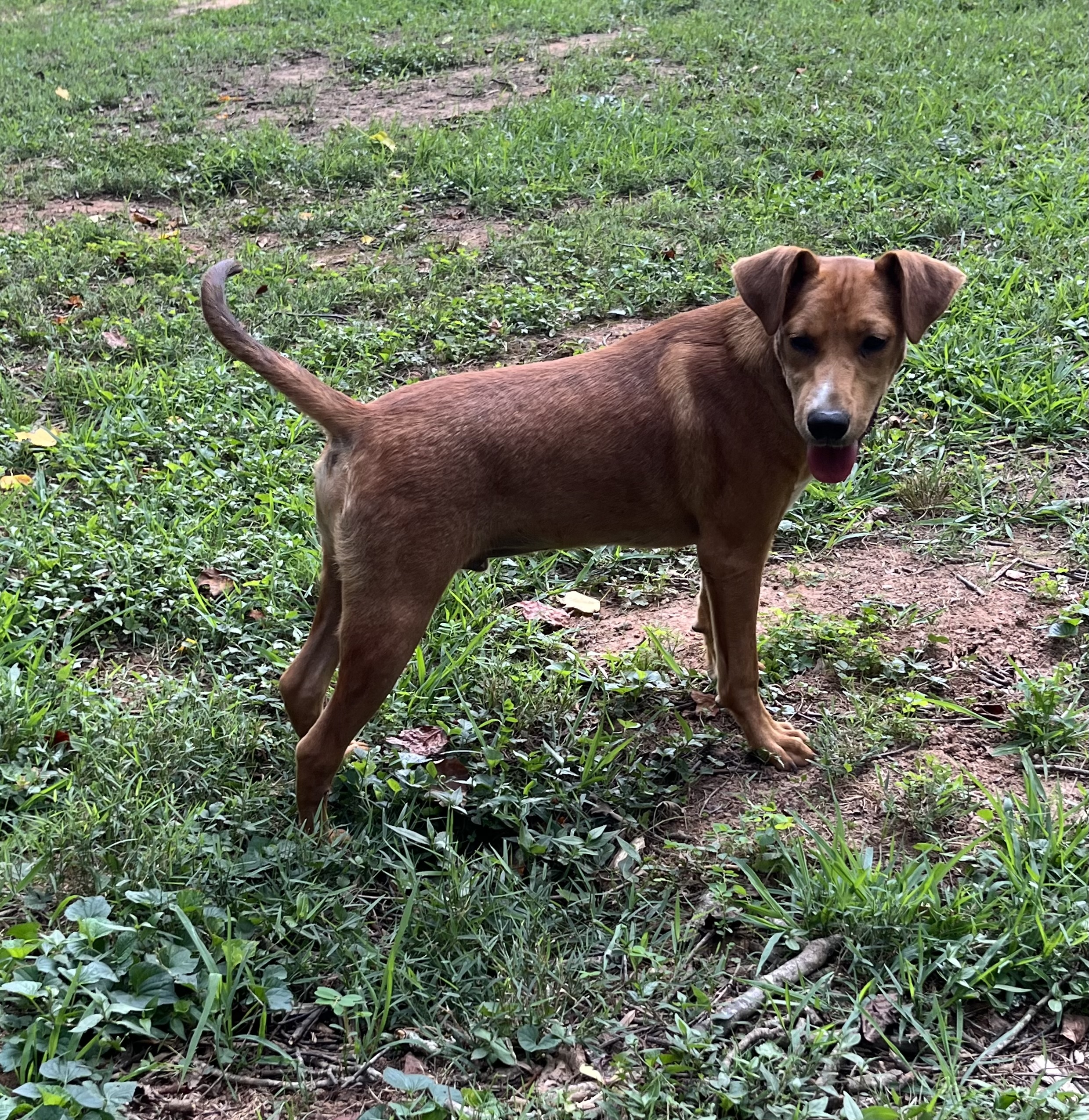 Simon, a Adoptable Labrador Retriever in Rock Hill, SC image 3/4
