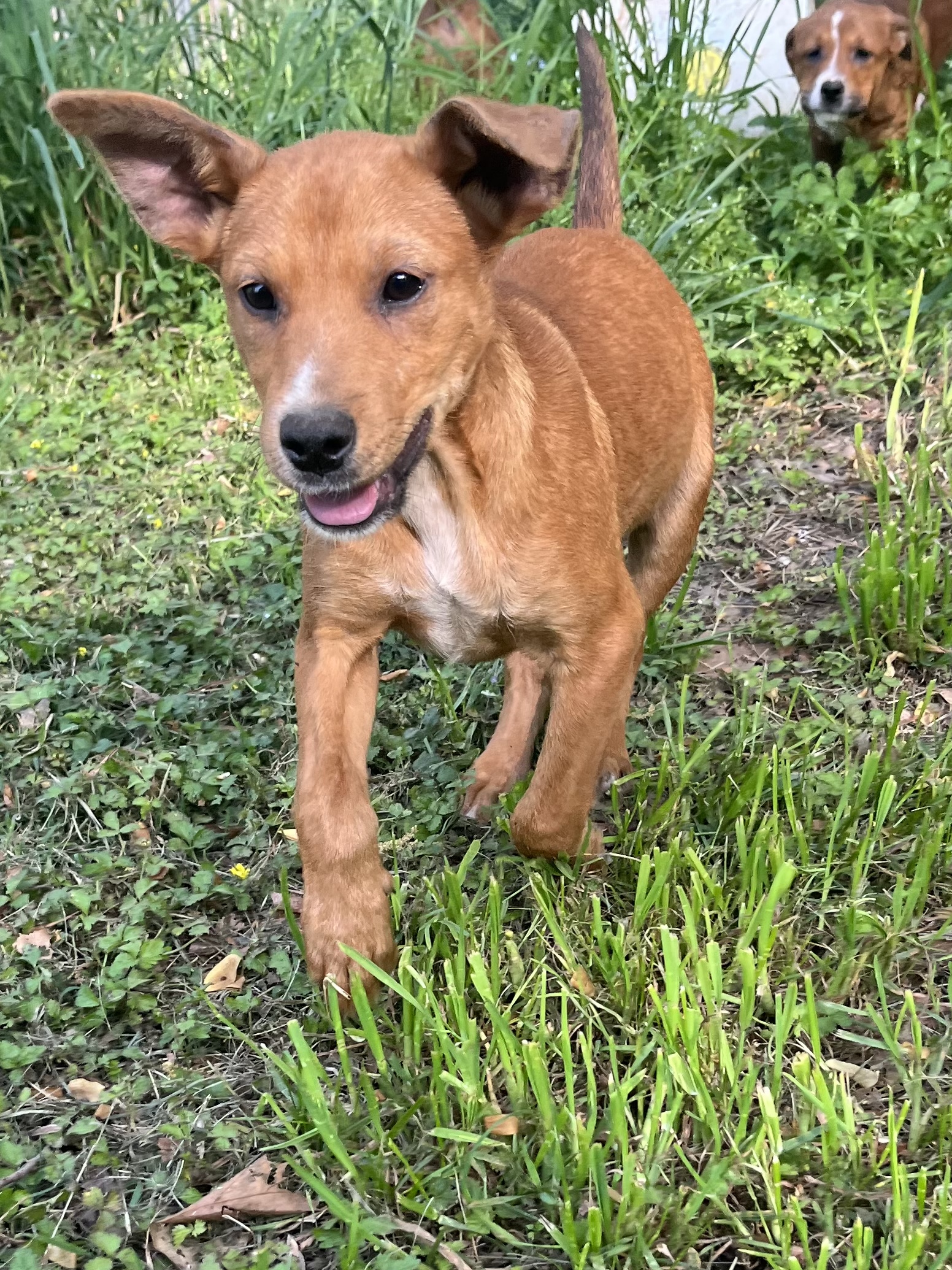 Simon — thumbnail 2