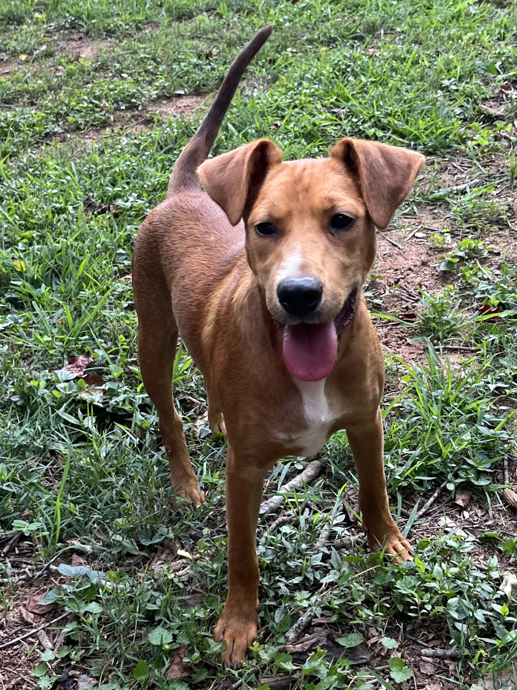 Simon, a Adoptable Labrador Retriever in Rock Hill, SC image 2/4