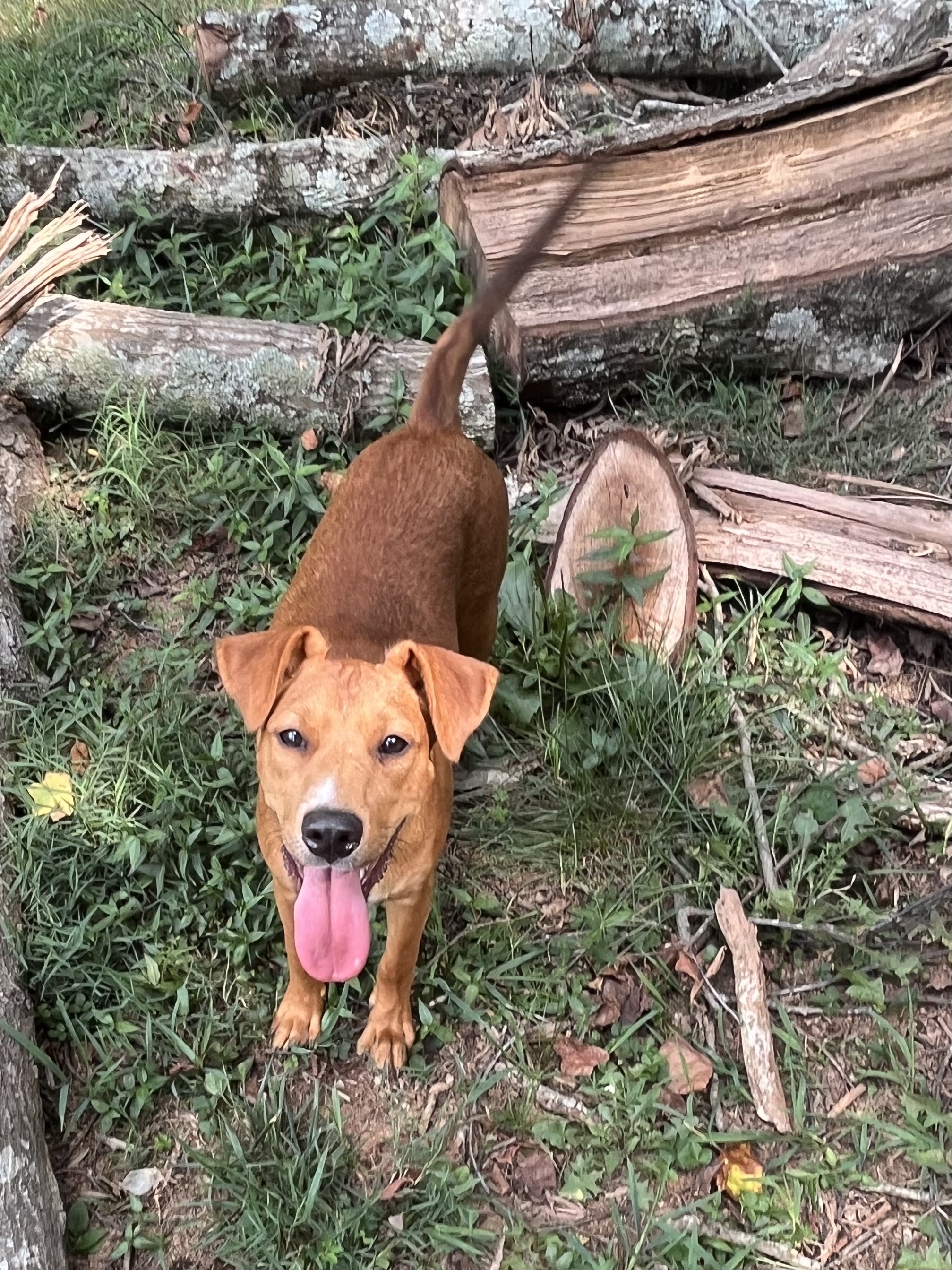 Simon, a Adoptable Labrador Retriever in Rock Hill, SC image 1/4