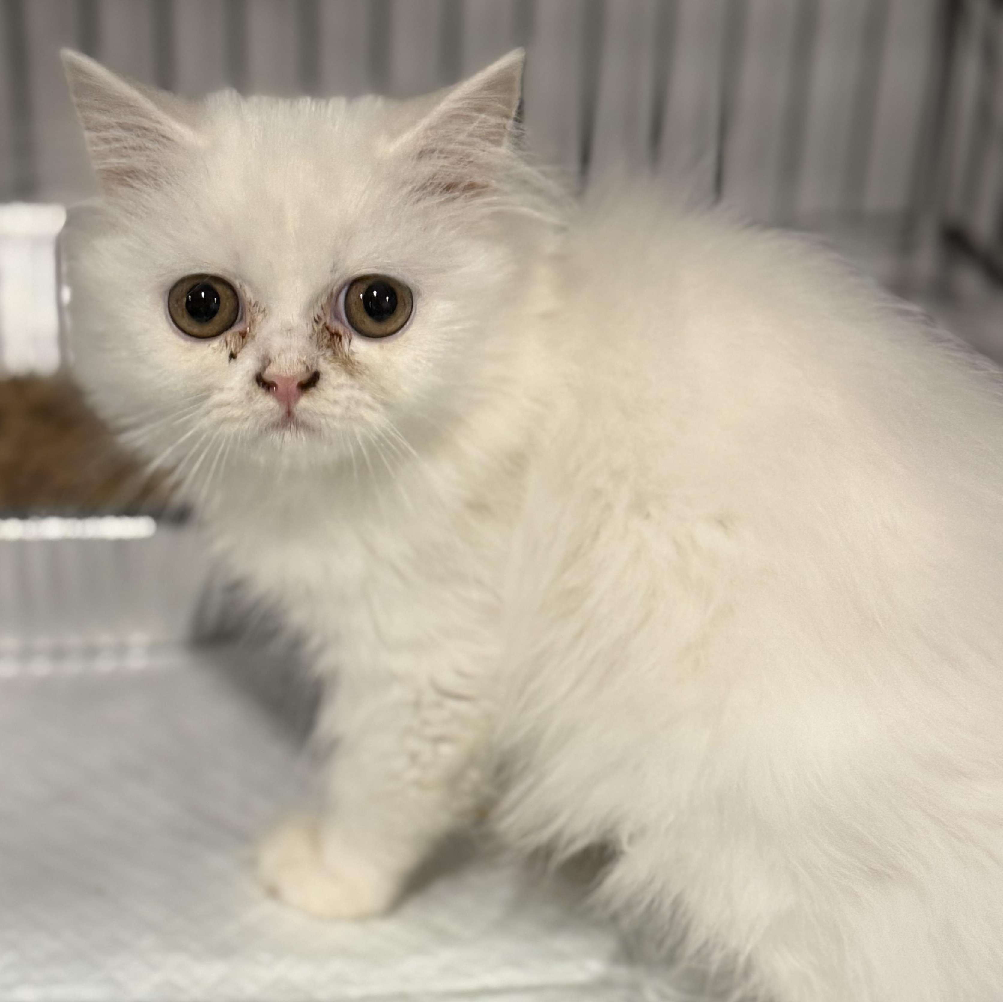 Juneau, Baby Female Persian