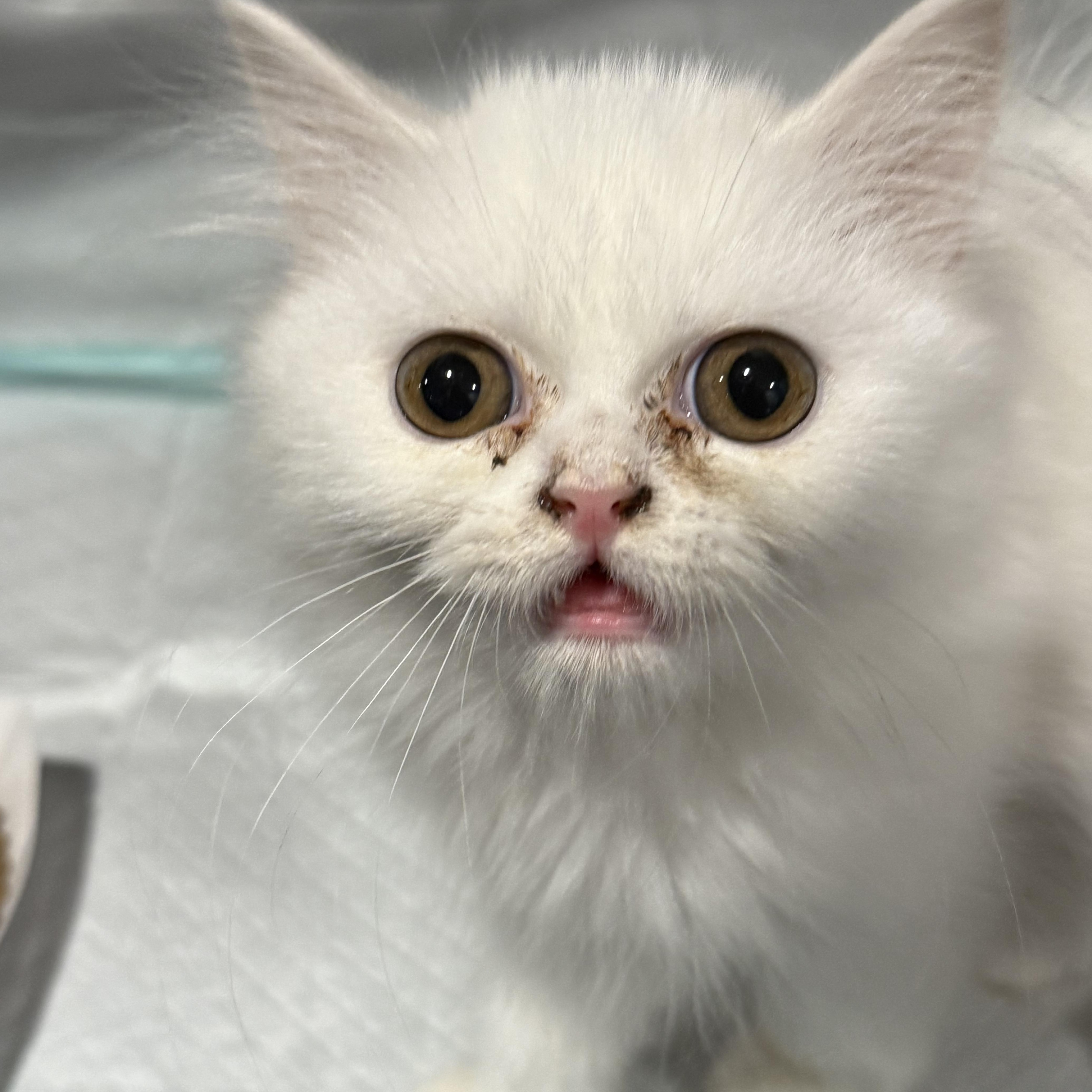 Juneau, a Adoptable Persian in Old Bridge, NJ image 2/3