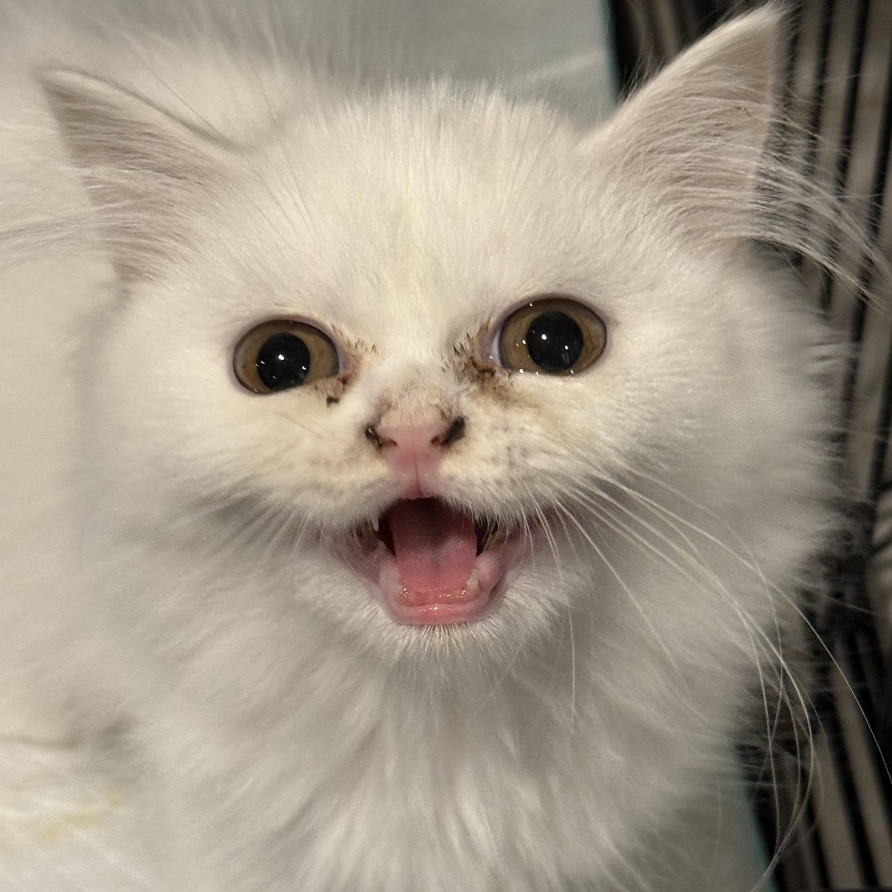 Juneau, a Adoptable Persian in Old Bridge, NJ image 3/3