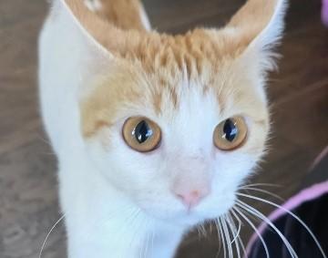 Enlarge Sunkiss, an adopted Domestic Short Hair in Manchester, MD image 2/6