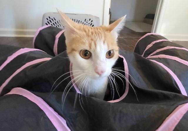 Enlarge Sunkiss, an adopted Domestic Short Hair in Manchester, MD image 4/6