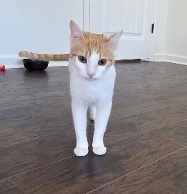 Enlarge Sunkiss, an adopted Domestic Short Hair in Manchester, MD image 3/6