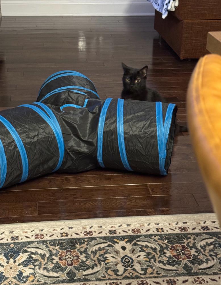 Enlarge Yodeler, a Adoptable Domestic Short Hair in Wheaton, IL image 1/5