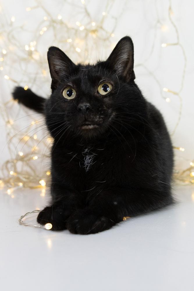 Enlarge Yodeler, a Adoptable Domestic Short Hair in Wheaton, IL image 2/6