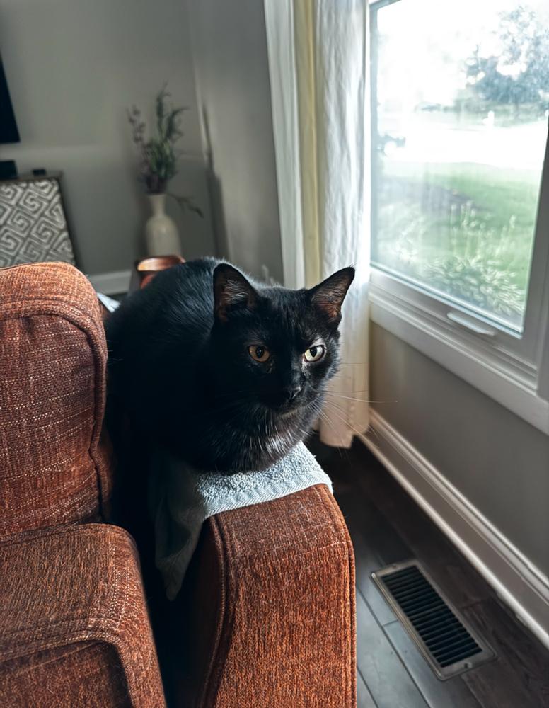 Enlarge Yodeler, a Adoptable Domestic Short Hair in Wheaton, IL image 2/5