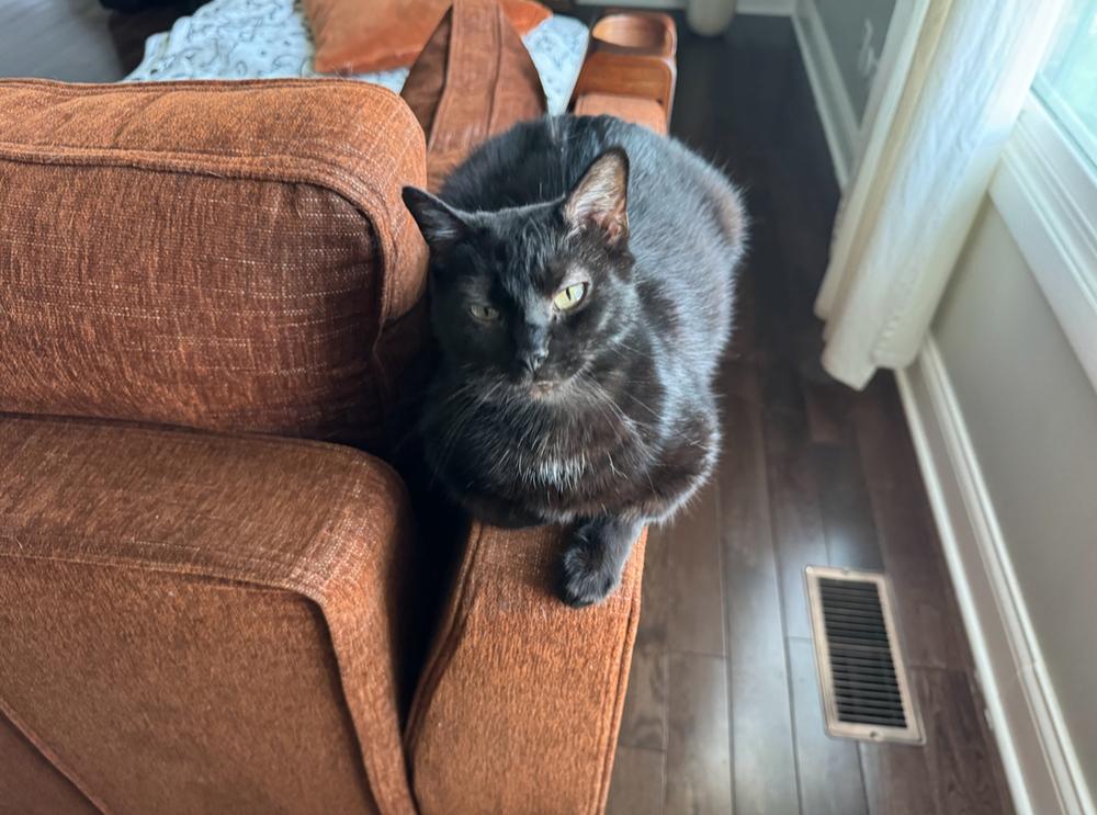 Enlarge Yodeler, a Adoptable Domestic Short Hair in Wheaton, IL image 3/5