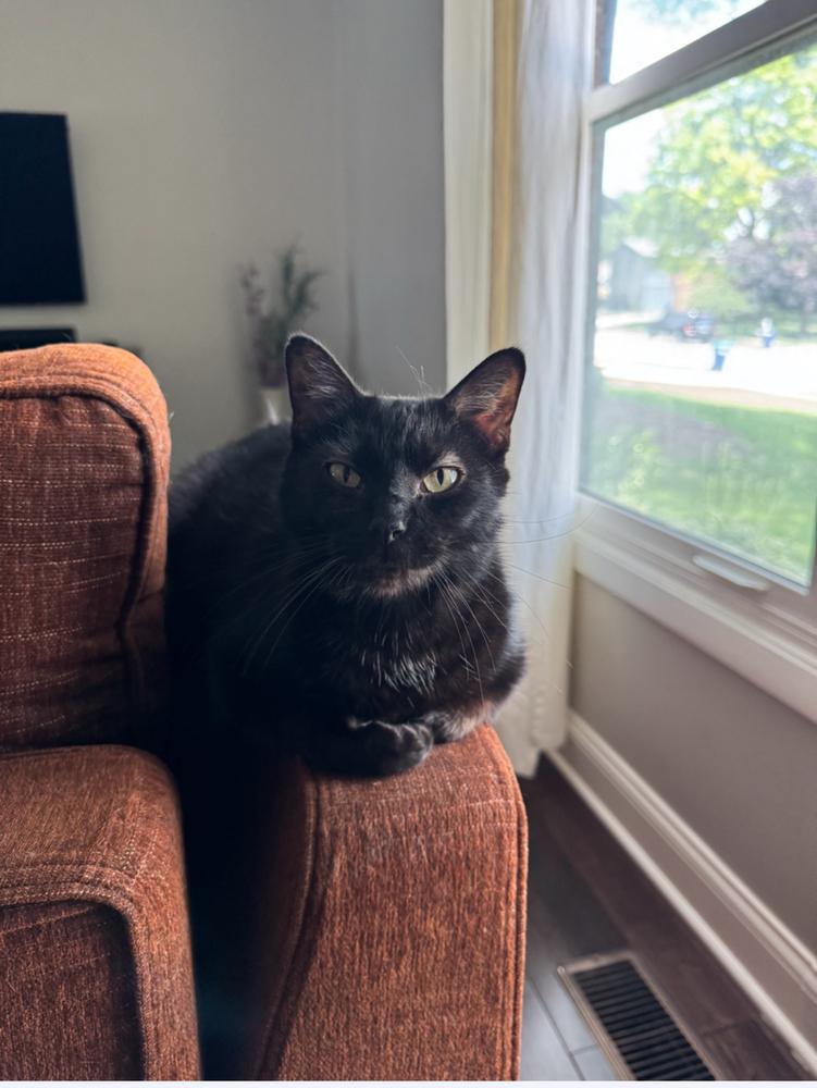 Enlarge Yodeler, a Adoptable Domestic Short Hair in Wheaton, IL image 5/5