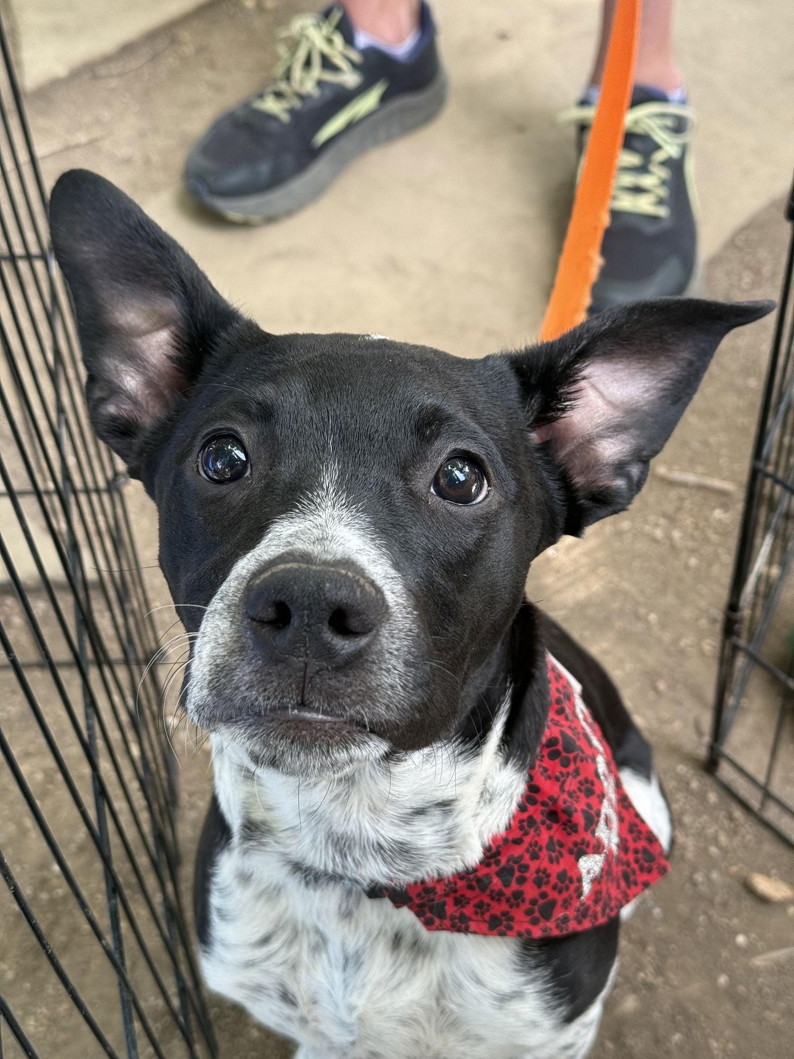 Enlarge Johnny Cash, a Adopted Mixed Breed in Fort Collins, CO image 1/3