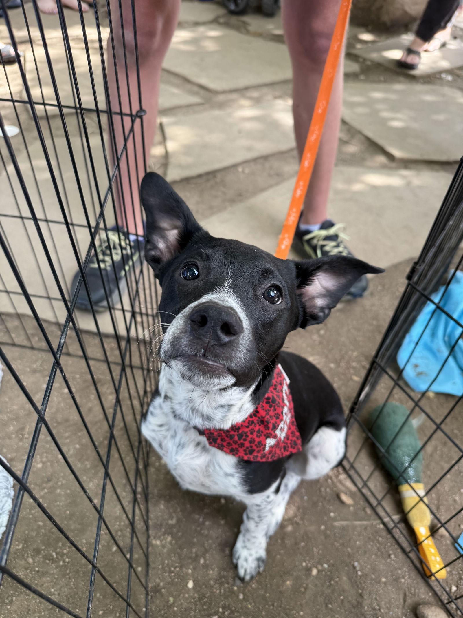 Enlarge Johnny Cash, a Adopted Mixed Breed in Fort Collins, CO image 2/3