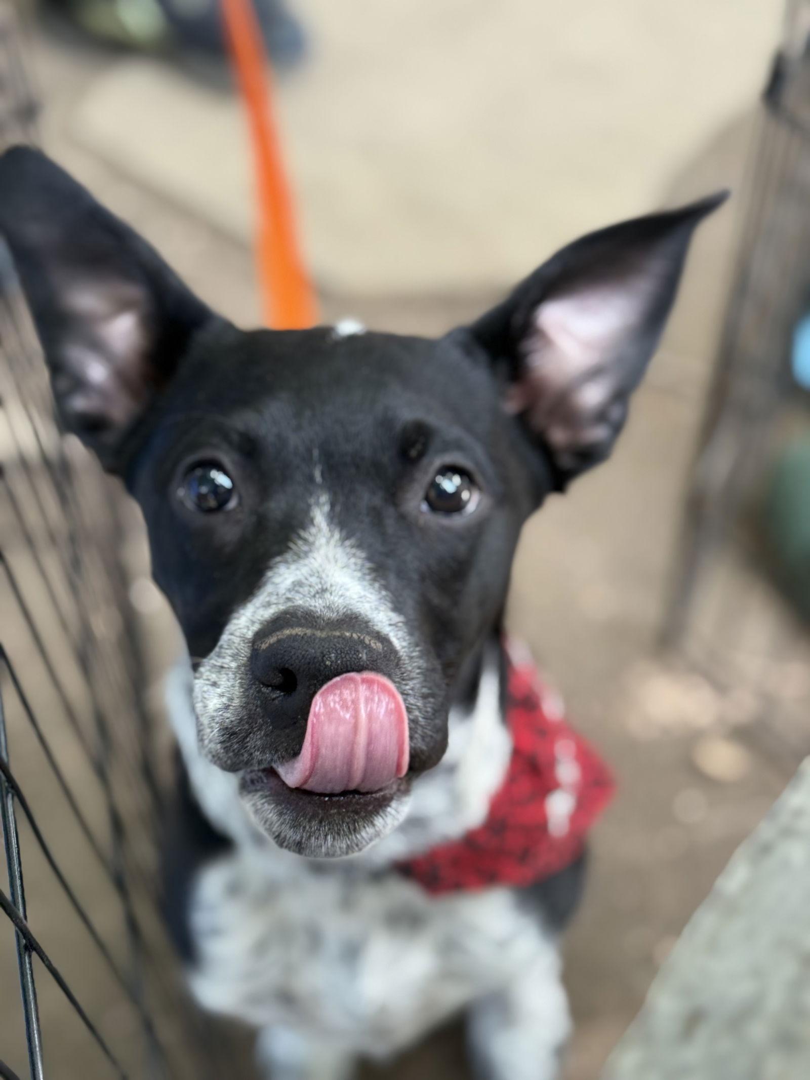 Enlarge Johnny Cash, a Adopted Mixed Breed in Fort Collins, CO image 3/3