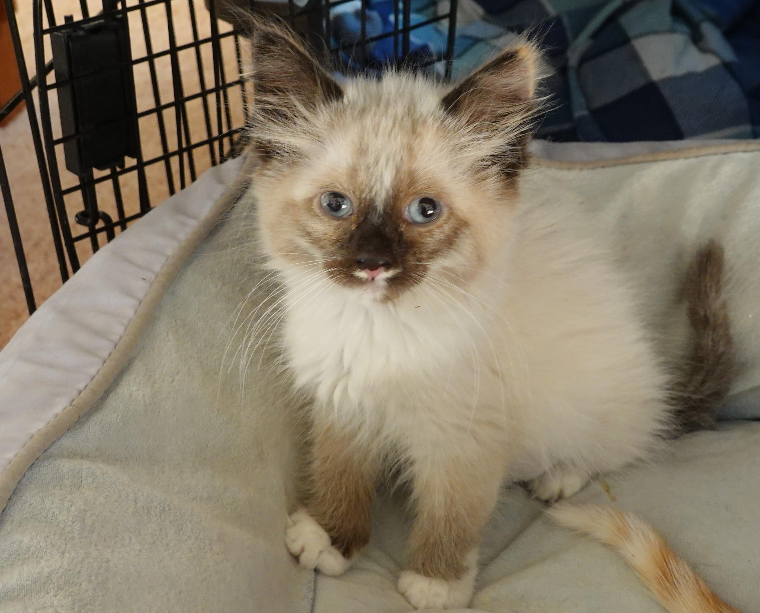 Shelby, an adoptable Siamese in Butte, MT, 59701 | Photo Image 1