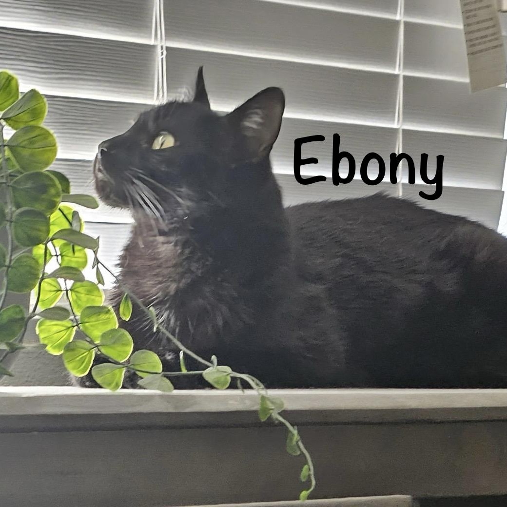 Enlarge Ebony, a ADOPTABLE mixed breed in Phoenix, AZ image 1/4