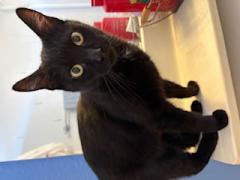 Enlarge Ebony, a ADOPTABLE Bombay in Phoenix, AZ image 1/1