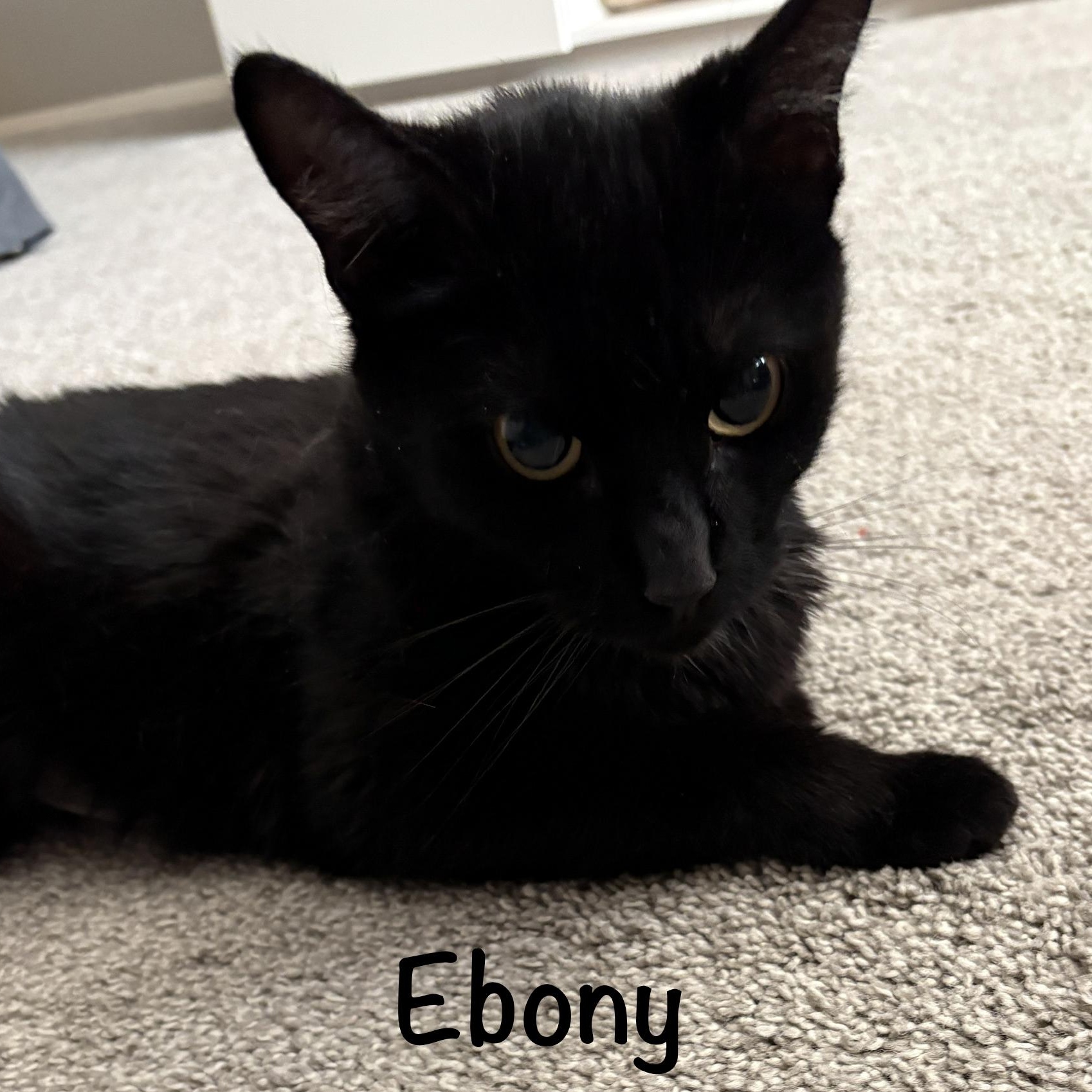Enlarge Ebony, a ADOPTABLE mixed breed in Phoenix, AZ image 2/4