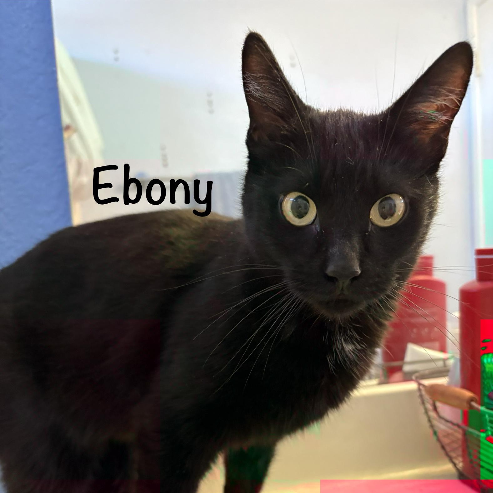 Enlarge Ebony, a ADOPTABLE mixed breed in Phoenix, AZ image 3/4