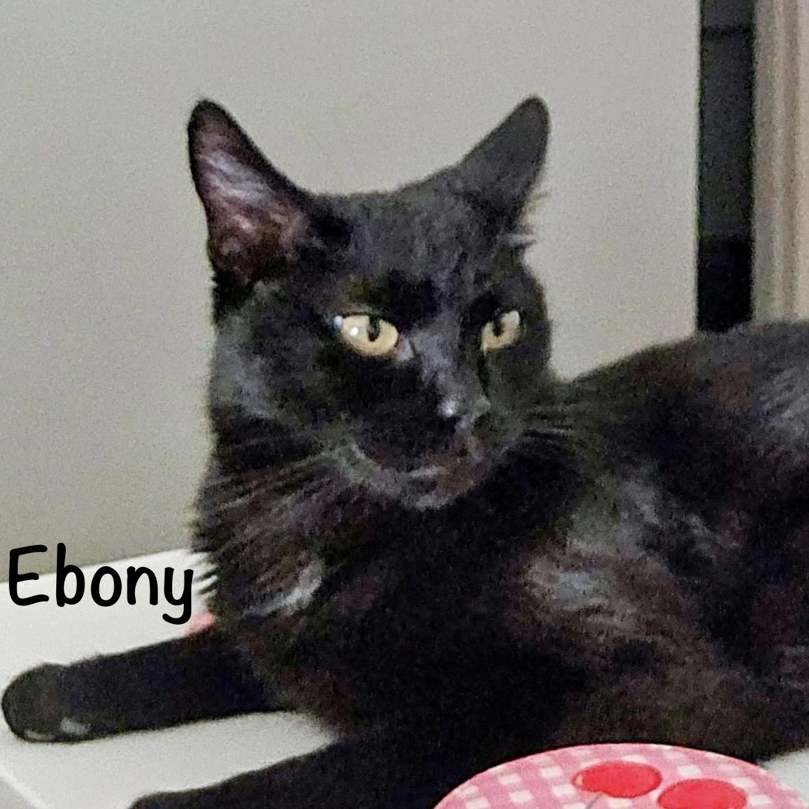 Enlarge Ebony, a ADOPTABLE mixed breed in Phoenix, AZ image 4/4