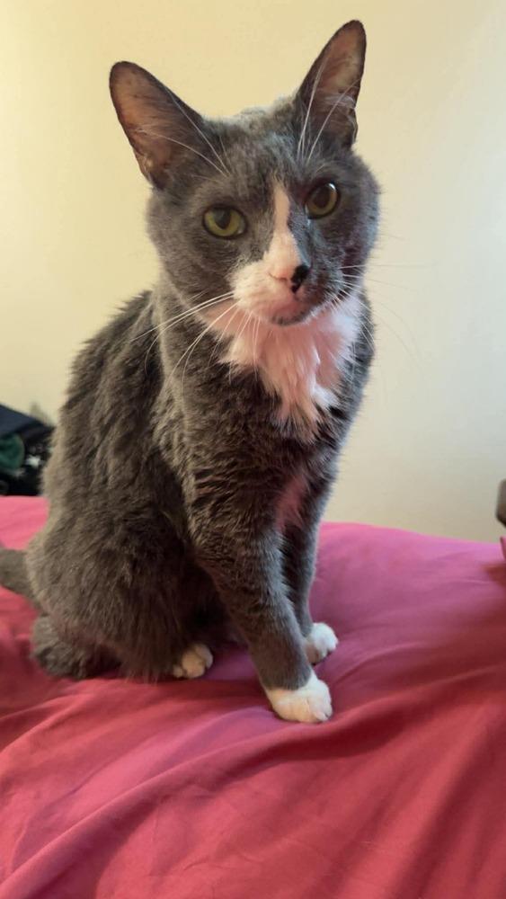 Leroy, Adoptable, Senior Male Domestic Short Hair.