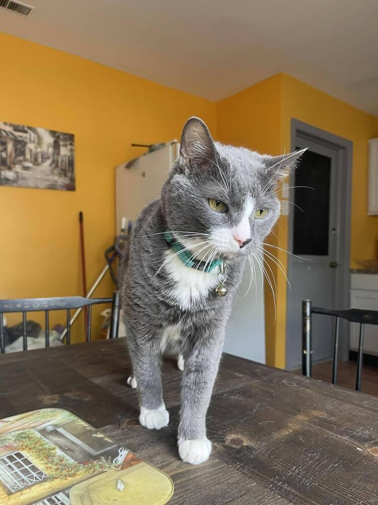 Leroy, Adoptable, Senior Male Domestic Short Hair.