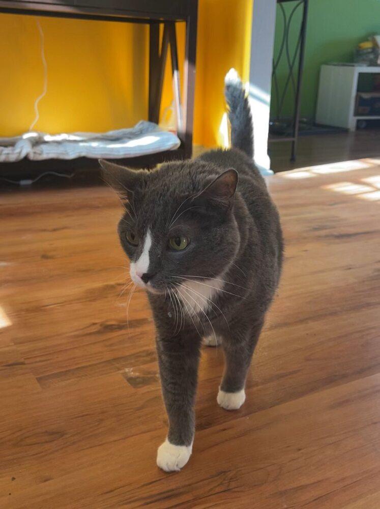 Enlarge Leroy, a Adoptable mixed breed in WARNER ROBINS, GA image 2/2