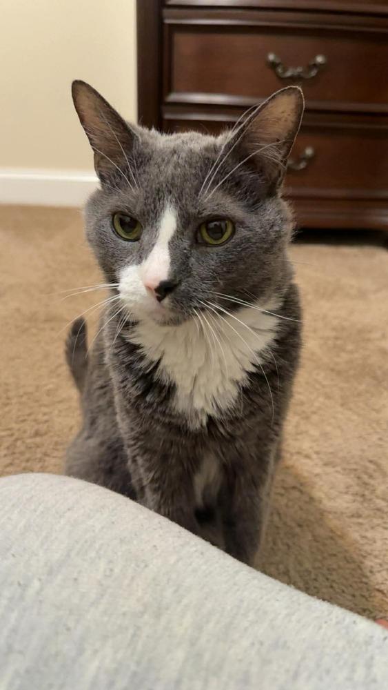 Leroy, a Adoptable mixed breed in WARNER ROBINS, GA image 5/5
