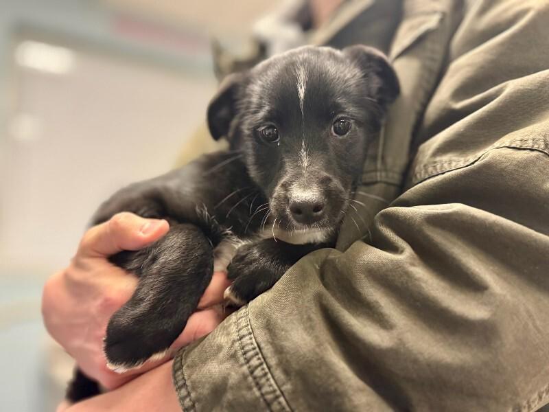 Oakly, Adoptable, Young Female Australian Shepherd.