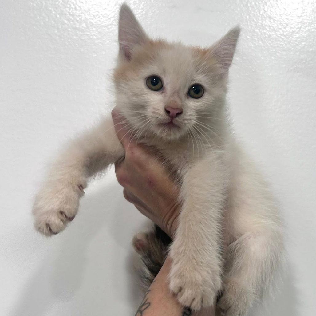 Chai, Adoptable, Kitten Female Domestic Short Hair.