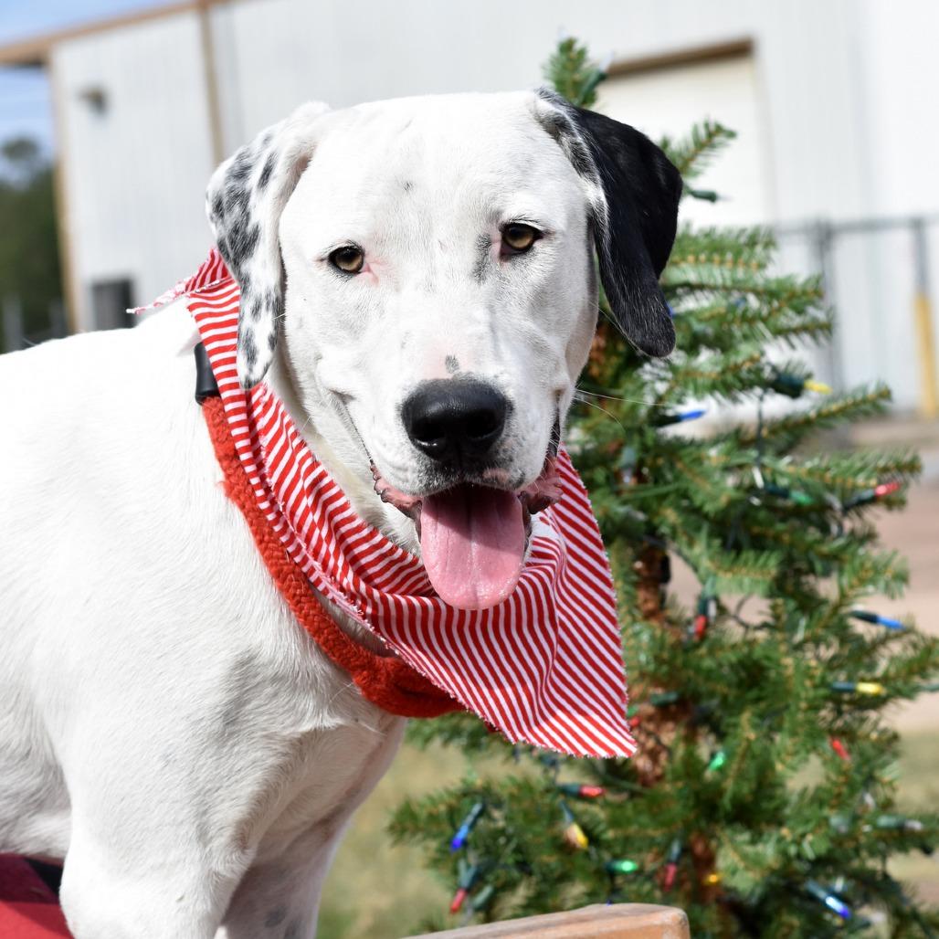 Oakley, Adoptable, Young Male Mixed Breed.