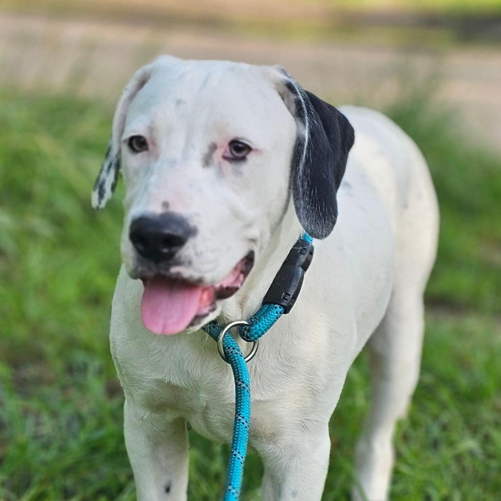 Enlarge Oakley, a Adoptable Mixed Breed in Ft Walton Beach , FL image 2/6