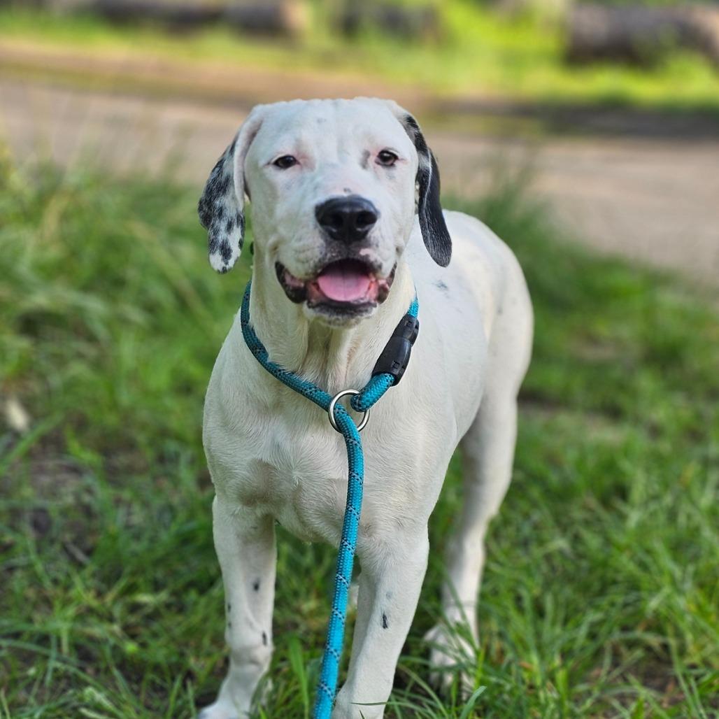 Enlarge Oakley, a Adoptable Mixed Breed in Ft Walton Beach , FL image 4/6