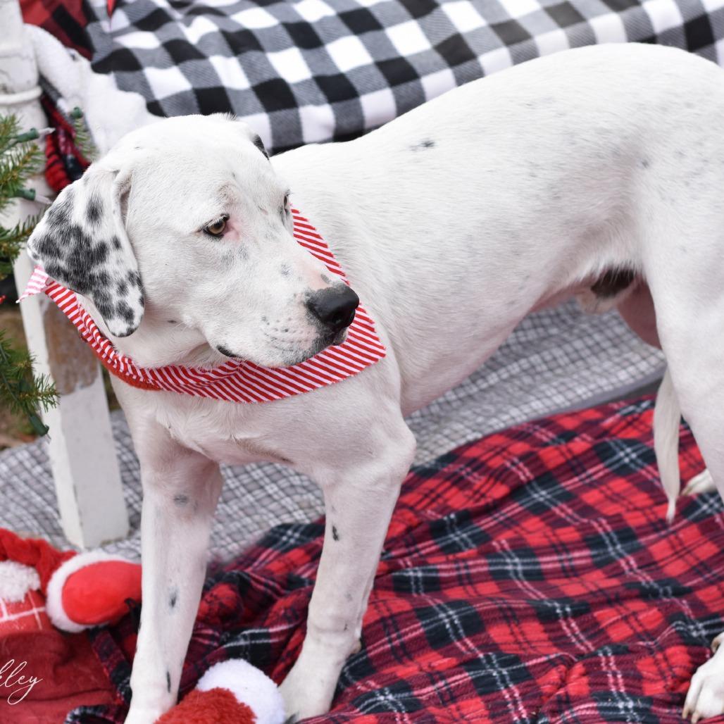 Enlarge Oakley, a Adoptable Mixed Breed in Ft Walton Beach , FL image 5/6