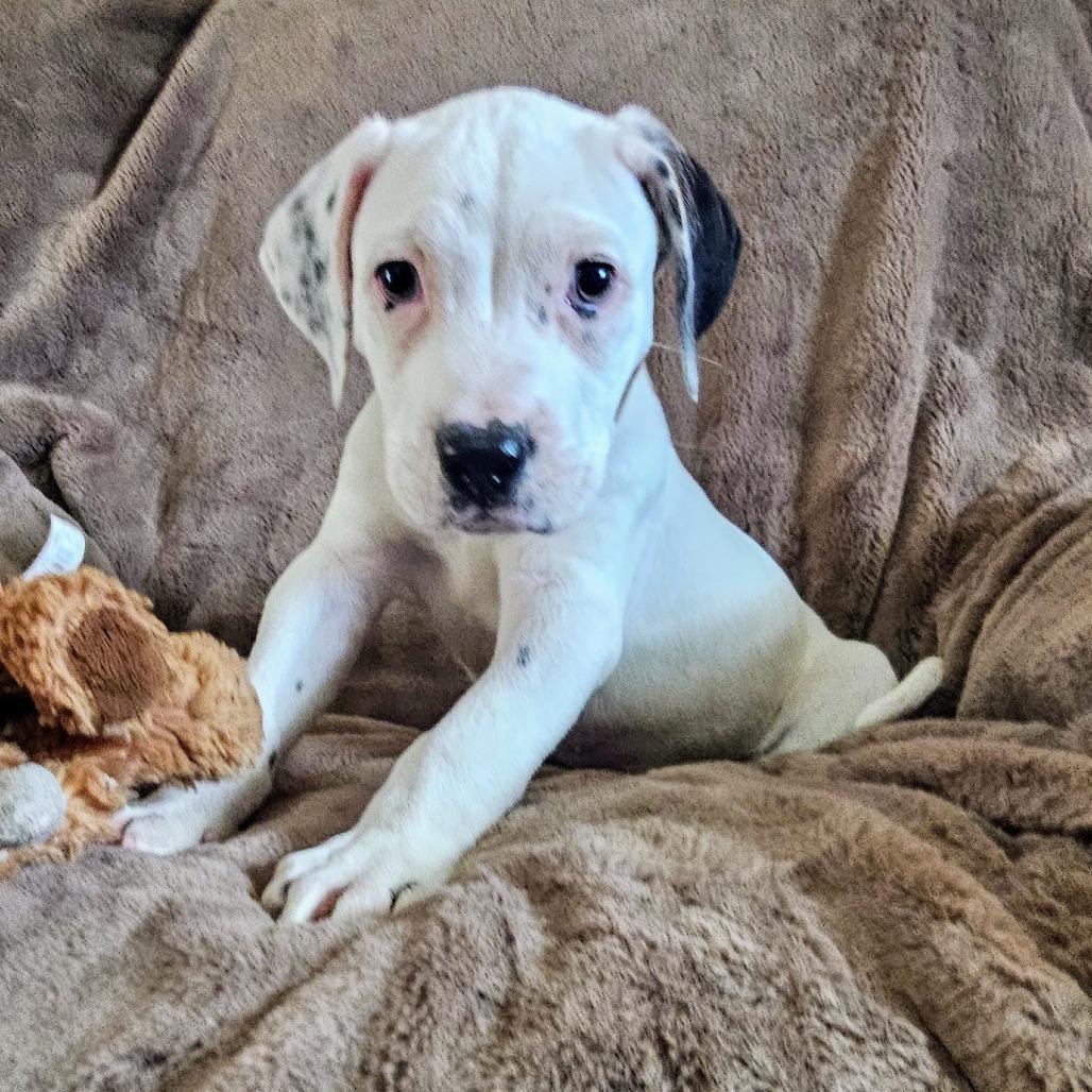 Enlarge Oakley, a Adoptable Mixed Breed in Ft Walton Beach , FL image 6/6