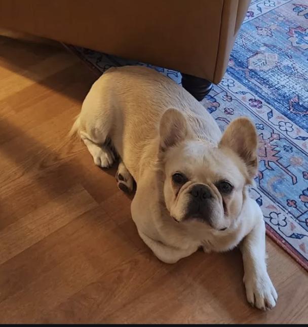 Enlarge Launch Pad, a Adoptable French Bulldog in Mansfield, TX image 4/4