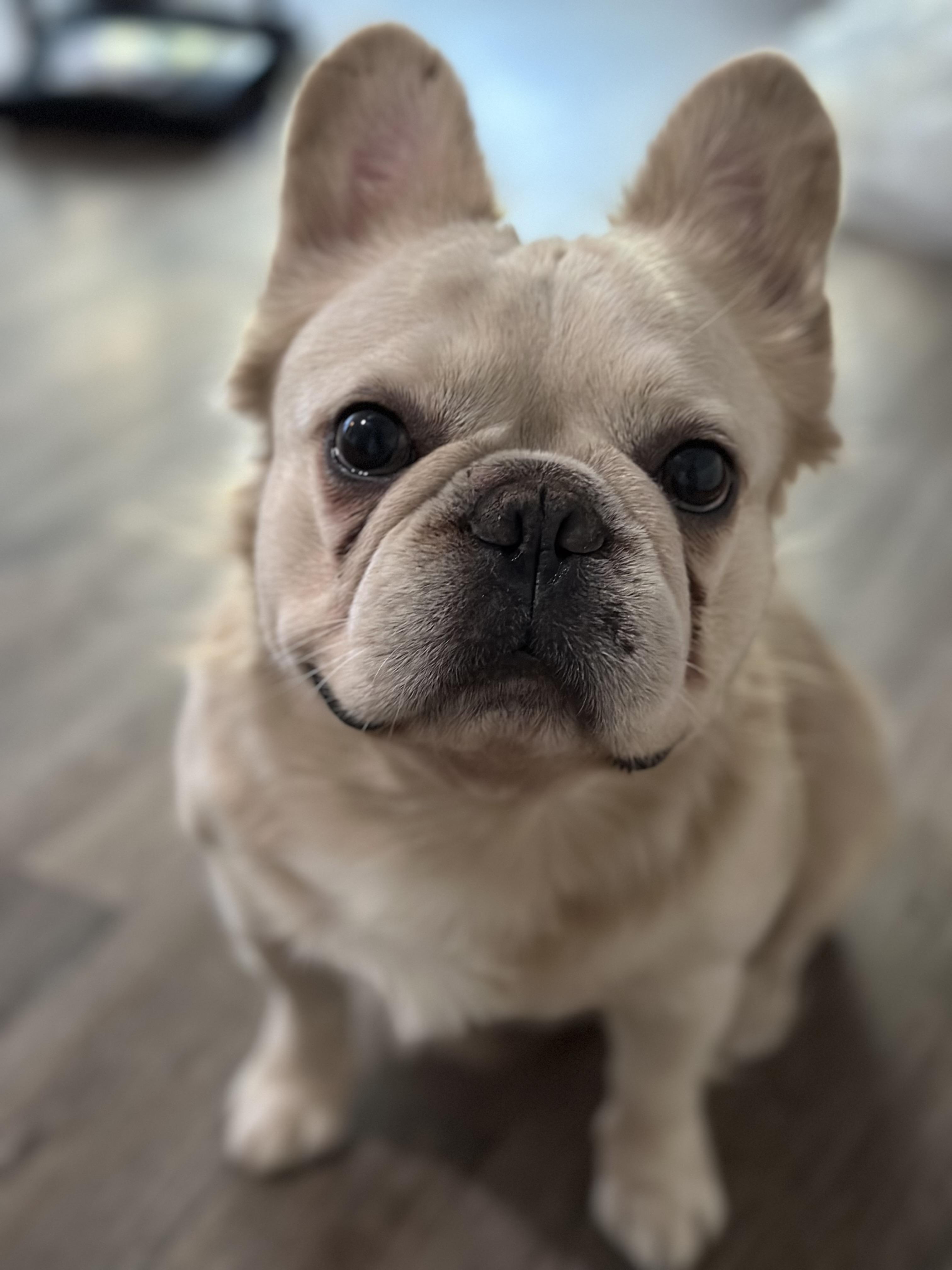 Enlarge Launch Pad, a Adoptable French Bulldog in Mansfield, TX image 1/4