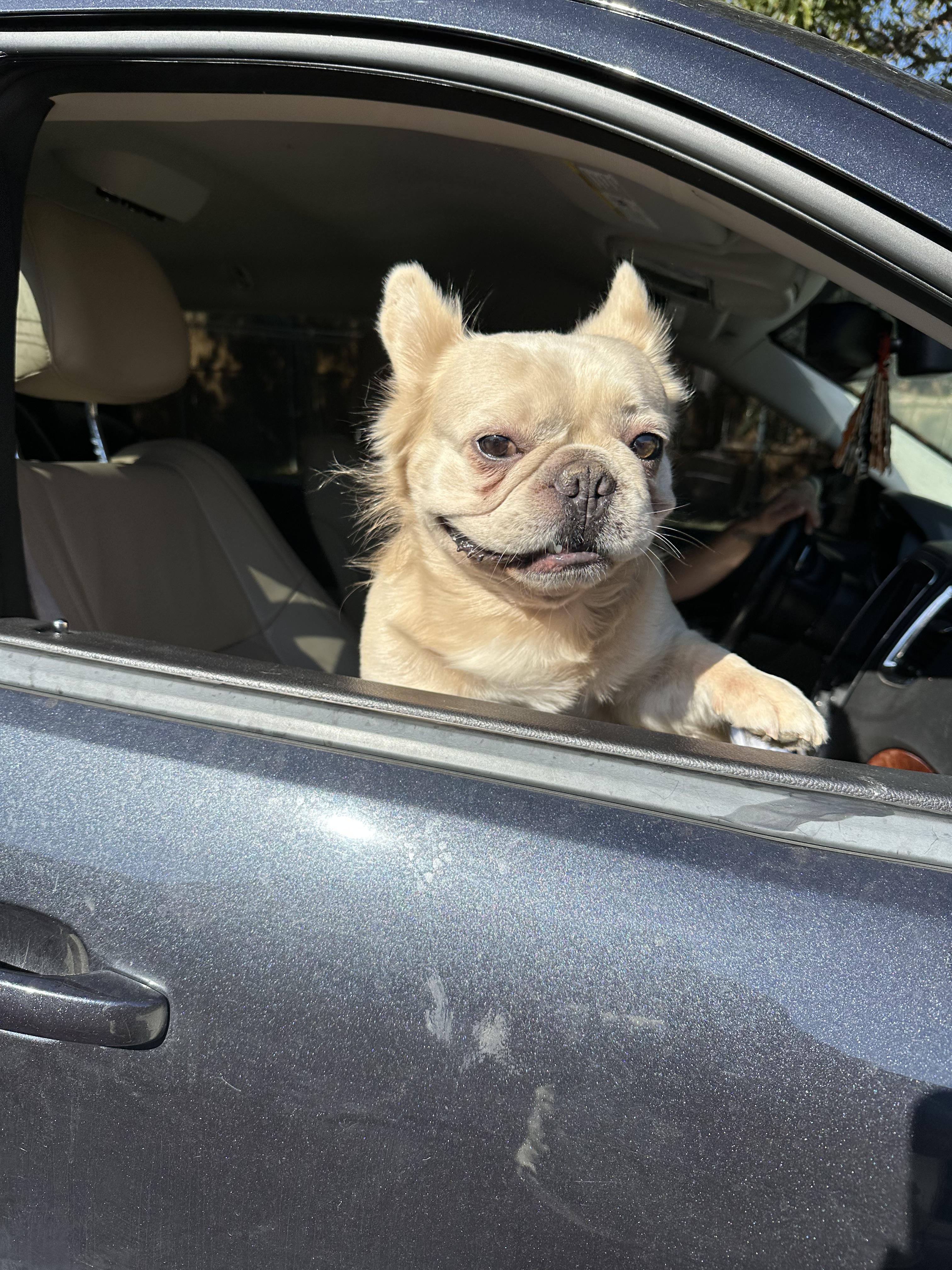 Enlarge Launch Pad, a Adoptable French Bulldog in Mansfield, TX image 2/4
